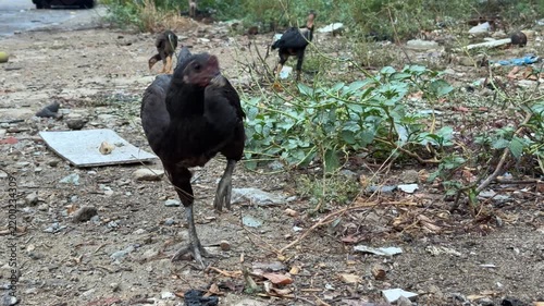 Black chickens peck and forage in an overgrown yard with dry soil, weeds and scattered debris. Free-range poultry.