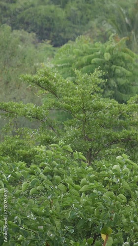 Rain falls over a green hillside forest with thick trees and shrubs. Natural serenity.