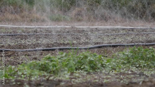 Water spraying from sprinklers over a dry farm field with green seedlings and irrigation hoses. Climate resilience.