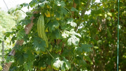 Green bitter melon hanging on a vine with lush green leaves in a sunny garden bed. Homegrown food.