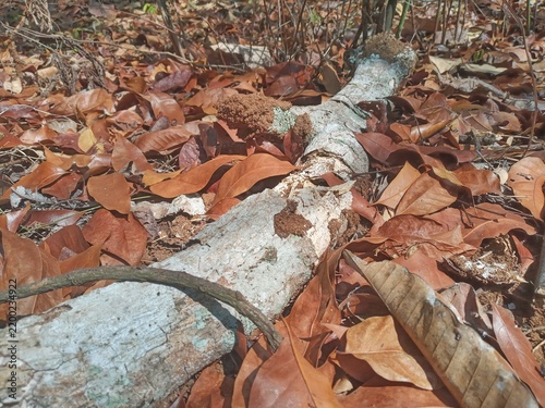 Foto Decaying tree trunk with termite nest on dry brown leaves
Forest floor,natural decomposition ecosystem