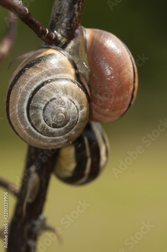 Banded snails, cepaea, cepaea nemoralis, grove snail, hornsnail, helicidae, snails, black-mouthed banded snail, gastropods, high size, portrait format, mollusca, molluscs, snails, snails, snails, dry rest, molluscs