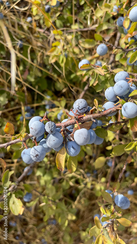 Konstfotografi Ripe purple blackthorn berries growing on a branch, showcasing a natural autumn fruit crop
