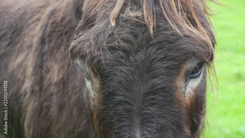 Donkey, closeup on Face and Eyes. Brown donkey with his mane blowing in wind on a farm, slow motion.