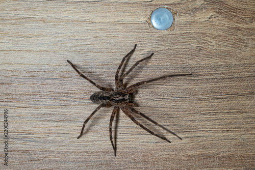 Macro close up of a large brown house spider on a wood grain surface.