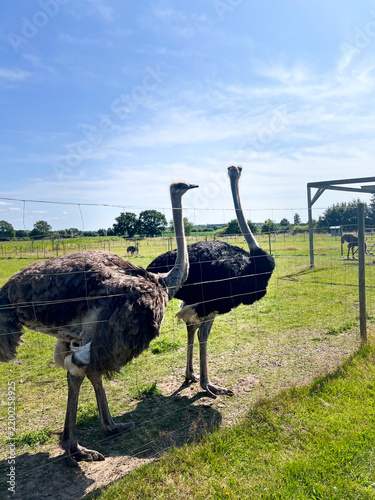 Obraz na płótnie Many ostrich birds at a farm behind fence, sunny daylight and blue sky