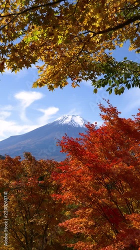 Snowcapped Mount Fuji Framed by Vibrant Autumn Maple Leaves in Oshino Village (Vertical | Real Time | ZOOM IN)