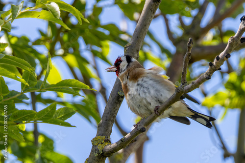 Photography Adult European goldfinch moulting in a tree
