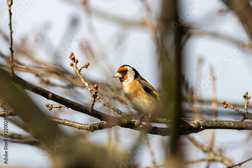 Photography Adult European goldfinch on a budding branch