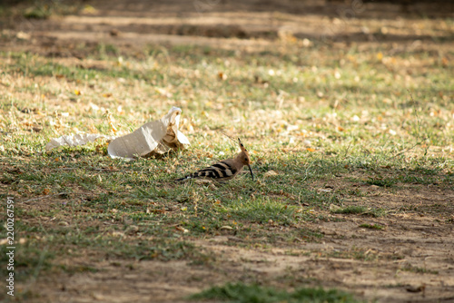 Foto A hoopoe is foraging in the grass near discarded paper
