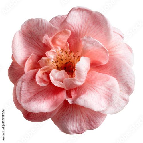 Pink Camellia Flower Isolated on Transparent Background