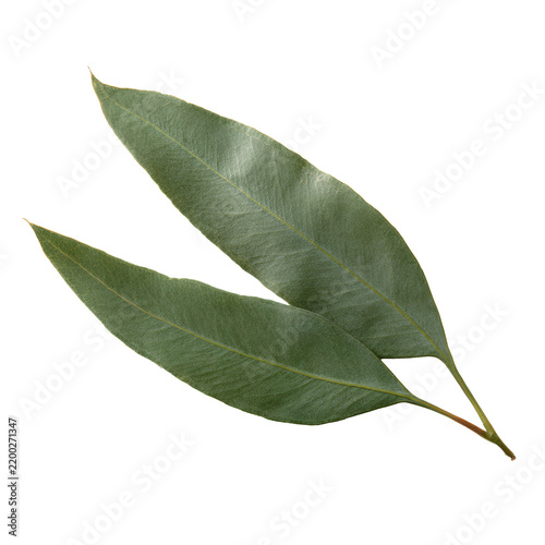 Eucalyptus Leaves Isolated on Transparent Background