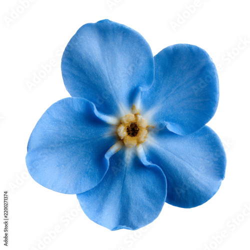 Blue Forget-Me-Not Flowers Isolated on Transparent Background