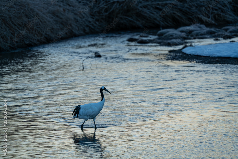 Fototapeta premium a red crowned crane in the river