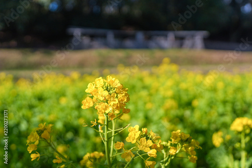 春の花畑に咲く黄色い菜の花