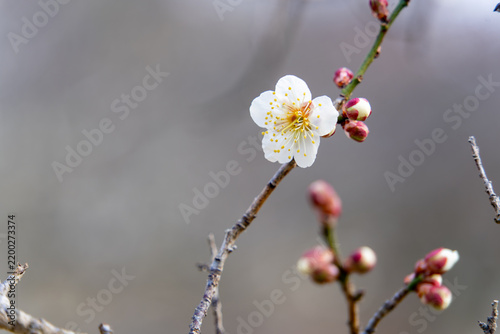 赤いつぼみと咲く白い梅の花