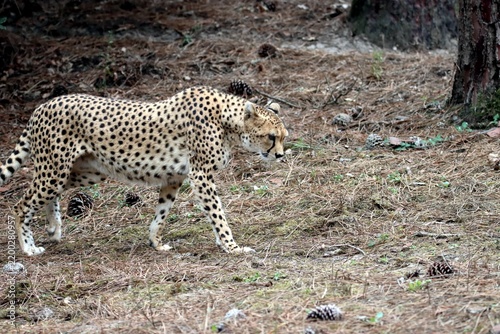 guépard