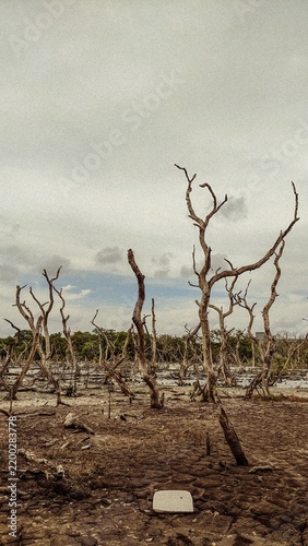 Konstfotografi The prolonged dry season caused trees to die, as the soil became barren due to a lack of water