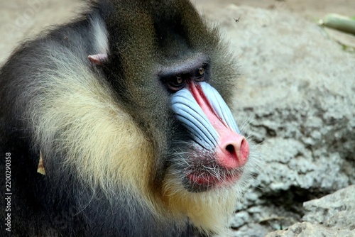 Obraz na plátně mandrill