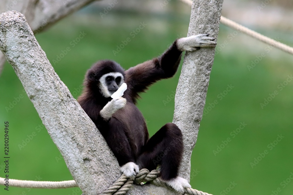 Fototapeta premium gibbon