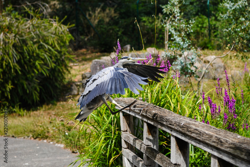 Fotografie Grey heron landing with wings spread on wooden railing
