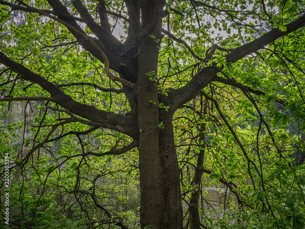 Fototapeta premium Bright Light Through The Leaves Of Big Oak Tree