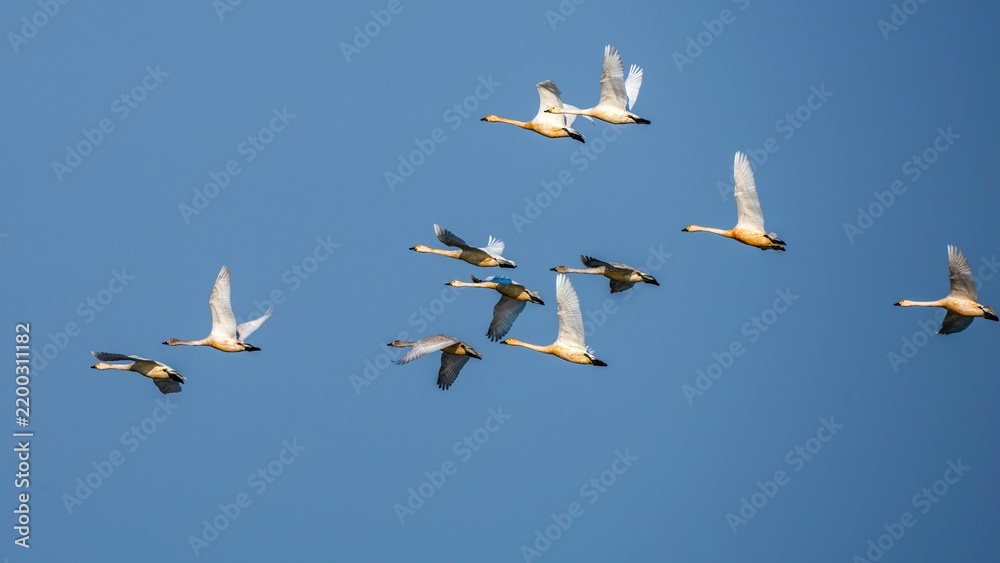 Obraz premium flock of seagulls