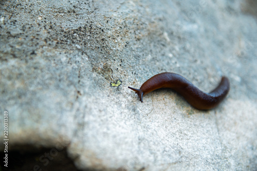 Foto Brown slug crawling on a rough gray rock