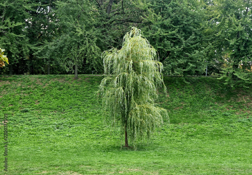 Fototapeta premium Full shot of a young weeping willow tree standing on a green grassy slope with a background of dense mature green trees during day. 