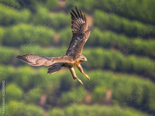 osprey in flight