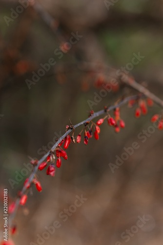 Bild auf Leinwand A close-up of red barberries on a thorny branch, creating a vibrant and moody au