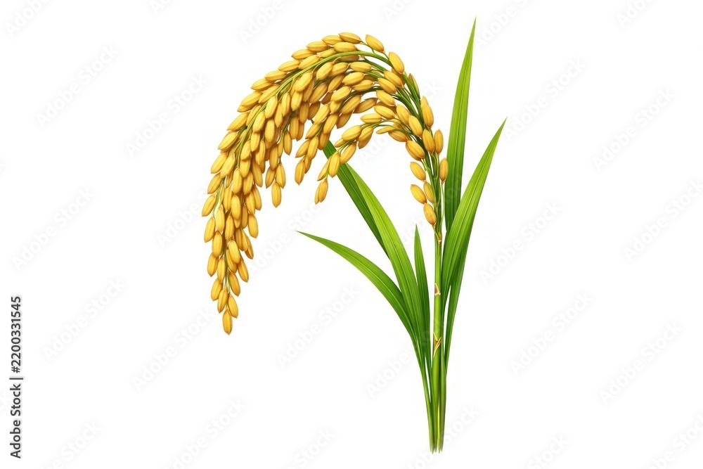 Obraz premium Illustration of ripe rice plant with green leaves.