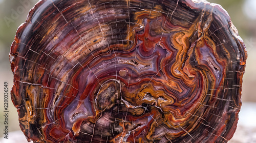 Polished circular round slab of petrified wood showing concentric tree growth rings with vibrant multicolored agate quartz crystallization and rustic natural bark edge in bright daylight