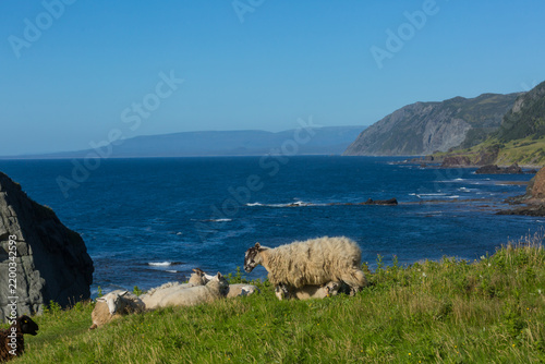Tapety artystyczne Sheep in Canada
