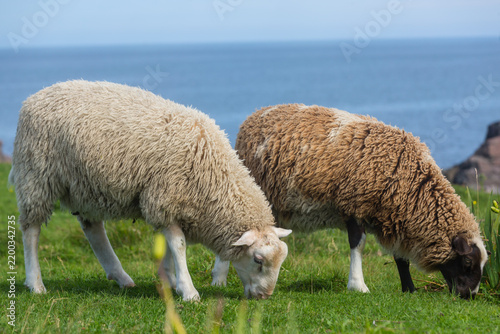 Tapety artystyczne Sheep in Canada