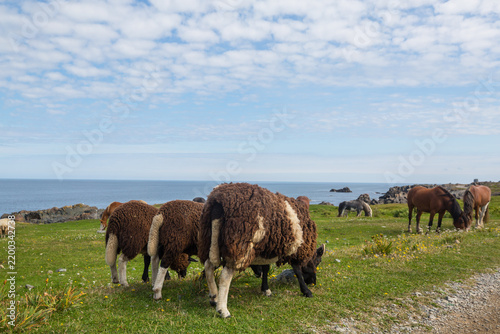 Tapety artystyczne Sheep in Canada