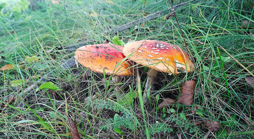 Cuadro en lienzo Two mature red fly agaric mushrooms growing side by side in wild grass at autumn