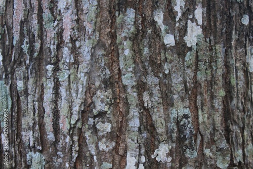 tree bark texture