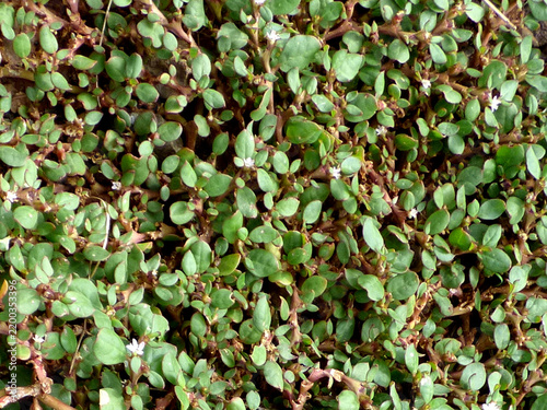 Trianthema portulacastrum or Trianthema plant with flower and buds image