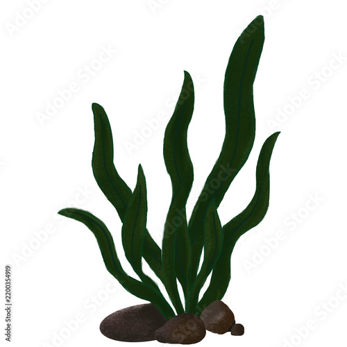 Green Seaweed with Stones Underwater Plant Vector.