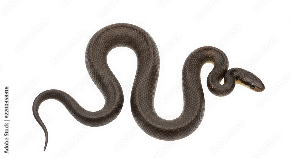 Obraz premium Long black snake isolated on transparent background for wildlife projects.