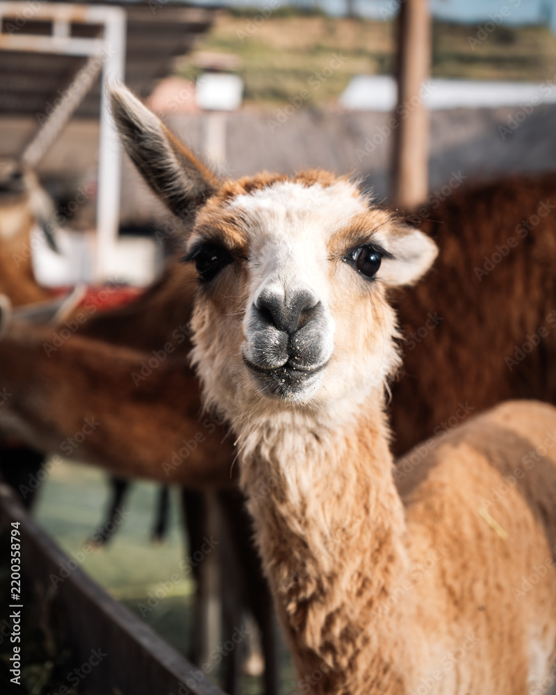 Obraz premium Close-up portrait of an expressive llama in Peru