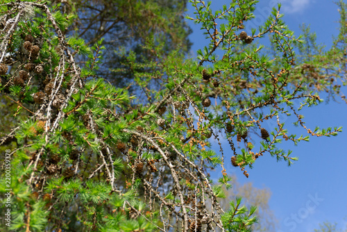 Close-Up of Pine Tree Branch with Fresh Green Needles and Buds in Natural Sunlight Against a Soft Forest Background