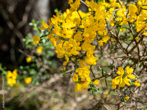 Fotografie A detailed macro shot of a gorse shrub covered in vibrant yellow pea-flowers and sharp thorns, set against a soft, out-of-focus forest background under natural daylight