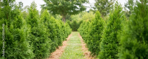 Rows of green thuja trees growing in a tree nursery with a grassy path between them