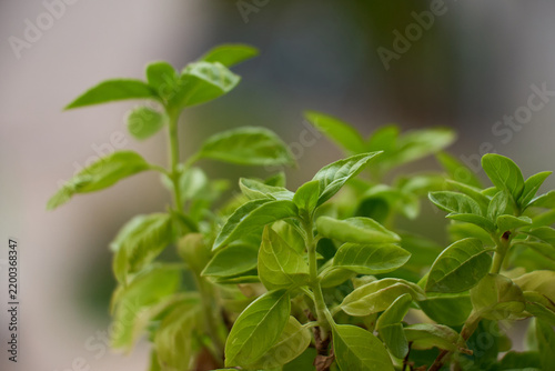 Fresh green basil leaves grow in soft natural light against a blurred background, ideal for cooking, organic food, gardening, healthy eating and herbal ingredient concepts.