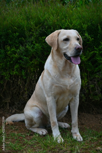 golden retriever puppy, white labrador retriever dog sitting 