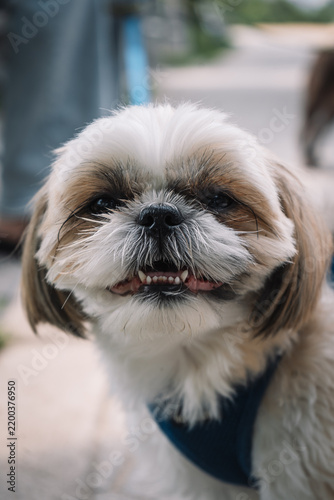 Comical pet portrait on a New York City street