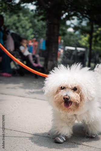 Playful dog portrait in New York City
