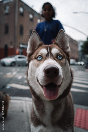 Curious city dog posing in New York